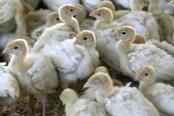 In this Monday, Oct. 16, 2017 photo, baby turkeys stand in a poult barn at Smotherman Farms near Waco, Texas. The farm is involved in a pilot project by Cargill's Honeysuckle White brand that allows consumers to be able to find out where the turkeys they buy are raised.
