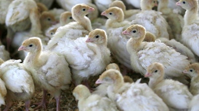 In this Monday, Oct. 16, 2017 photo, baby turkeys stand in a poult barn at Smotherman Farms near Waco, Texas. The farm is involved in a pilot project by Cargill's Honeysuckle White brand that allows consumers to be able to find out where the turkeys they buy are raised.