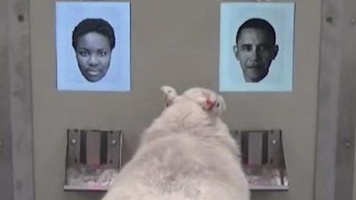 In this image taken from video, a sheep indicates recognition of former US president Barack Obama, right, displayed on a computer screen during research carried out by scientists at Cambridge University with their results published Wednesday Nov. 8, 2017, in Royal Society: Open Science. The new study shows that sheep have advanced face-recognition abilities comparable to those of humans and monkeys, according to Professor Jenny Morton, and the university hope their research assists research into Huntington's disease and other human brain disorders that affect mental processing.