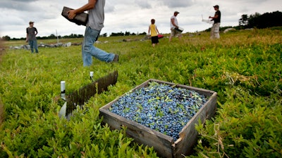 In this Friday, July 27, 2012, file photo, workers harvest wild blueberries at the Ridgeberry Farm in Appleton, Maine. A trade group said the state's wild blueberry crop fell sharply during the summer of 2017, to land below 100 million pounds for the first time in four years.