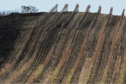 In this photo taken Monday, Oct. 30, 2017, a partially burned vineyard is seen along Highway 121 in Sonoma, Calif. The impact last month's wildfires had on the wine industry was minimal overall, but many face challenges making up for losses sustained during closures at the busiest time of year and now convincing people to revisit.