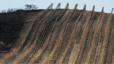 In this photo taken Monday, Oct. 30, 2017, a partially burned vineyard is seen along Highway 121 in Sonoma, Calif. The impact last month's wildfires had on the wine industry was minimal overall, but many face challenges making up for losses sustained during closures at the busiest time of year and now convincing people to revisit.