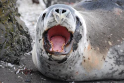 Antarctic leopard seals prey on penguins and fur seals, which feed on shrimp-like crustaceans called krill. Scientists monitor the seals as useful barometers of the health of the Antarctic ecosystem.