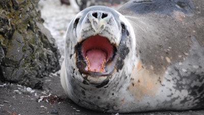 Antarctic leopard seals prey on penguins and fur seals, which feed on shrimp-like crustaceans called krill. Scientists monitor the seals as useful barometers of the health of the Antarctic ecosystem.