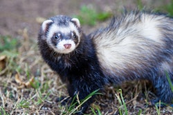 Ferret