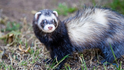 Ferret