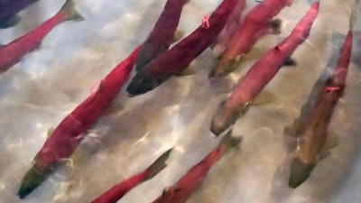 In this Tuesday, Sept. 26, 2017, file photo provided by Idaho Fish and Game, Snake River sockeye salmon that returned from the Pacific Ocean to Idaho over the summer swim in a holding tank at the Eagle Fish Hatchery in southwestern Idaho. Fisheries biologists in Idaho say they think they know why a relatively new $13.5 million hatchery intended to save Snake River sockeye salmon from extinction is instead killing thousands of fish before they ever get to the ocean.
