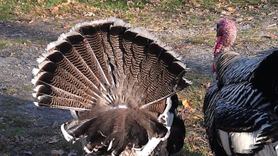 Turkey Tails