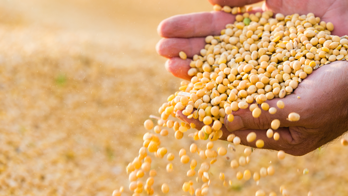 Soybeans