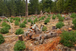In this undated photo provided by the California Department of Fish and Wildlife, are fallen trees amidst a marijuana farm in the Klamath River watershed, just outside the Yurok Reservation near Klamath, Calif. California pot growers choosing to go legal in the New Year will face a host of new environmental rules and regulators. A study published earlier this year found that plot for plot, marijuana is more damaging in Northern California’s forests than commercial loggings.