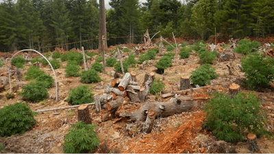 In this undated photo provided by the California Department of Fish and Wildlife, are fallen trees amidst a marijuana farm in the Klamath River watershed, just outside the Yurok Reservation near Klamath, Calif. California pot growers choosing to go legal in the New Year will face a host of new environmental rules and regulators. A study published earlier this year found that plot for plot, marijuana is more damaging in Northern California’s forests than commercial loggings.