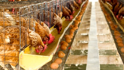 Egg Chicken Farm
