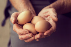 Eggs
