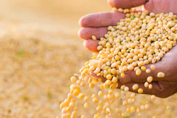 Soybeans