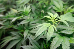 In this Jan. 1, 2018 photo, marijuana plants are for sale at Harborside marijuana dispensary in Oakland, Calif. Attorney General Jeff Sessions is going after legalized marijuana. Sessions is rescinding a policy that had let legalized marijuana flourish without federal intervention across the country. That's according to two people with direct knowledge of the decision.