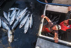In this file photo, Allen Cooke, left, and Nathan Cultee emerge from the hold of the Marathon after having separated out the 16 farm-raised Atlantic salmon they caught fishing off Point Williams, Washington.