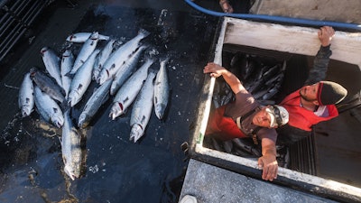 In this file photo, Allen Cooke, left, and Nathan Cultee emerge from the hold of the Marathon after having separated out the 16 farm-raised Atlantic salmon they caught fishing off Point Williams, Washington.