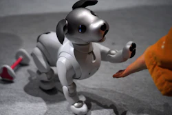In this Jan. 11, 2018, photo, a guest plays with Sony Corp.'s new Aibo robot dog at its showroom in Tokyo. The Japanese maker of the PlayStation video game consoles pulled the plug on Aibo 12 years ago, drawing an outcry from global fans. The improved Aibo has more natural looking eyes, thanks to advanced OLED, or organic light-emitting diodes. It can cock its head and sway its hips at more varied, subtle angles. The relatively affordable home robot targets the elderly, kids and hard-working salarymen pressed for time. Unlike real children or pets, they have off switches and don’t need constant attention, dog food or cat litter.