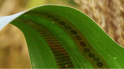 Iowa State University researchers have developed these 'plant tattoo sensors' to take real-time, direct measurements of water use in crops.
