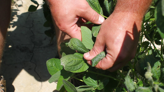 In this July 11, 2017, file photo, a farmer shows the damage to soybean plants from dicamba in Marvell, Ark. Soybean and cotton farmers across the country are spending part of their winter undergoing free but mandatory training in how to properly use a weed killer that's been blamed for drifting and damaging crops in neighboring fields. The U.S. Environmental Protection mandated the training and imposed other restrictions last fall as part of a deal with three major agribusiness companies _ Monsanto, BASF and DuPont. All three make special formulations of dicamba designed for use on new soybean and cotton varieties.