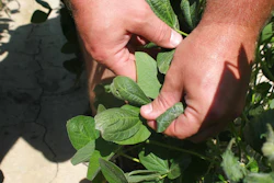 In this July 11, 2017, file photo, a farmer shows the damage to soybean plants from dicamba in Marvell, Ark. Soybean and cotton farmers across the country are spending part of their winter undergoing free but mandatory training in how to properly use a weed killer that's been blamed for drifting and damaging crops in neighboring fields. The U.S. Environmental Protection mandated the training and imposed other restrictions last fall as part of a deal with three major agribusiness companies _ Monsanto, BASF and DuPont. All three make special formulations of dicamba designed for use on new soybean and cotton varieties.