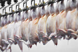 Poultry Meat Processing 452790087 4256x2832