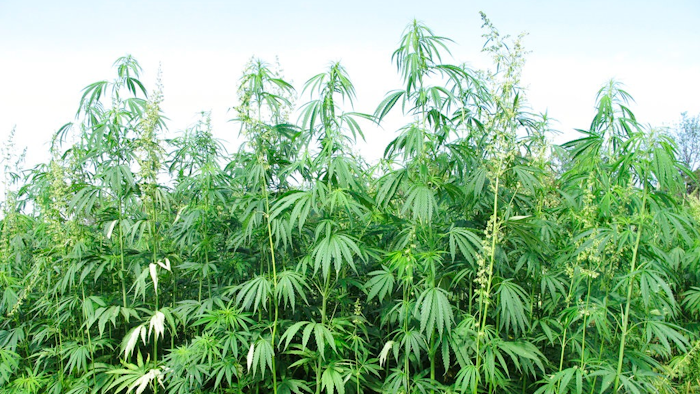 In this Aug. 13, 2015, file photo, hemp plants tower above researchers who tend to them at a research farm in Lexington, Ky. Senate Majority Leader Mitch McConnell said Monday, March 26, 2018, he wants to bring hemp production back into the mainstream by removing it from the controlled substances list that now associates it with marijuana, its illicit cousin.
