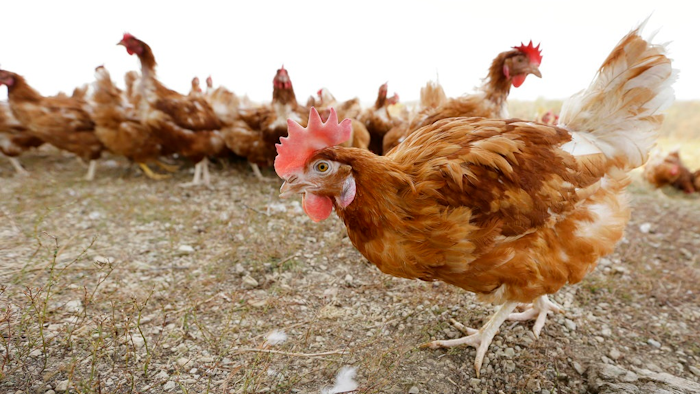 In this Oct. 21, 2015, file photo, cage-free chickens walk in a fenced pasture at an organic farm near Waukon, Iowa. The Trump administration is withdrawing federal rules that would require organic meat and egg producers to abide by stricter animal welfare standards. The U.S. Department of Agriculture announced Monday, March 12, 2018, it would withdraw the Organic Livestock and Poultry Practices final rule published by former President Barack Obama's Agriculture Department two days before he left office in January.