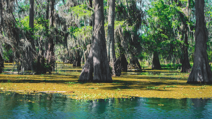 The Atchafalaya Basin.