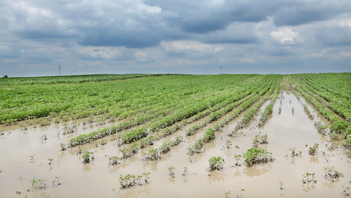Flooded Field