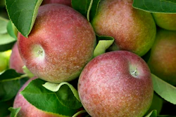 In this Aug. 30, 2015, file photo, McIntosh apples hang on a tree at Carlson Orchards in Harvard, Mass. After President Donald Trump announced plans to impose tariffs on products the Chinese government responded Friday, March 23, 2018, with a threat to add an equal 25 percent charge on U.S. products including pork. A 15 percent tariff also would be imposed on wine, apples, ethanol and stainless steel pipe as part of a $3 billion list of U.S. goods for possible retaliation.