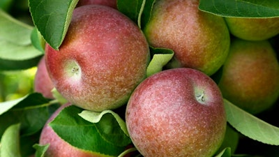 In this Aug. 30, 2015, file photo, McIntosh apples hang on a tree at Carlson Orchards in Harvard, Mass. After President Donald Trump announced plans to impose tariffs on products the Chinese government responded Friday, March 23, 2018, with a threat to add an equal 25 percent charge on U.S. products including pork. A 15 percent tariff also would be imposed on wine, apples, ethanol and stainless steel pipe as part of a $3 billion list of U.S. goods for possible retaliation.