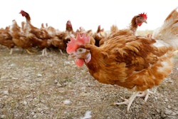 In this Oct. 21, 2015, file photo, cage-free chickens walk in a fenced pasture at an organic farm near Waukon, Iowa. The Trump administration is withdrawing federal rules that would require organic meat and egg producers to abide by stricter animal welfare standards. The U.S. Department of Agriculture announced Monday, March 12, 2018, it would withdraw the Organic Livestock and Poultry Practices final rule published by former President Barack Obama's Agriculture Department two days before he left office in January.
