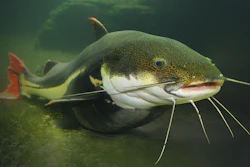 The Red Tail Catfish Phractocephalus Hemiliopterus 833488746 3000x2000