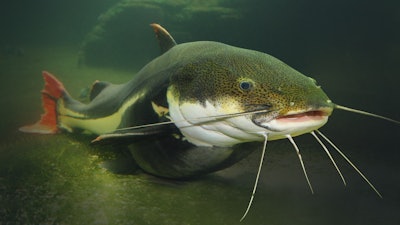 The Red Tail Catfish Phractocephalus Hemiliopterus 833488746 3000x2000