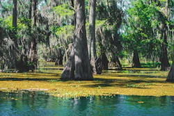 The Atchafalaya Basin.