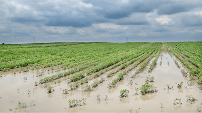 Flooded Field