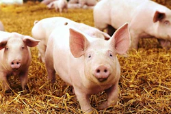 Pig Poop Power