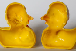 The March 27, 2018 photo shows the inside of a rubber duck after it was cut open for the photo in Nauen, Germany. Swiss researchers now say the cute, yellow bath-time friends harbor a dirty secret: Microbes swimming inside. The Swiss Federal Institute of Aquatic Science and Technology says researchers turned up “dense growths of bacteria and fungi” on the insides of toys like rubber ducks and crocodiles.