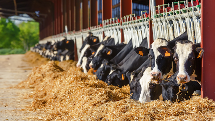 Dairy Farm Holsteins