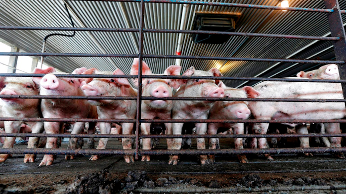 This July 21, 2017, file photo shows young hogs at Everette Murphrey Farm in Farmville, N.C. Industrial-scale hog producers knew for decades that noxious smells from open-air sewage pits tormented neighbors but didn't change their livestock-raising methods to keep production costs low, the lawyer for farm neighbors told jurors in a federal lawsuit Tuesday, April 24, 2018.