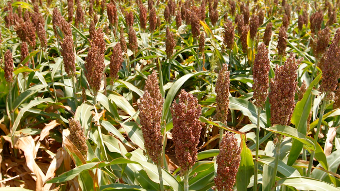 This Wednesday, Aug. 15, 2012 file photo shows sorghum at a farm in Waukomis, Okla. American sorghum farmers fear they will lose their largest export market if China follows through with a tariff on their crop. China imposed preliminary anti-dumping tariffs of 178.6 percent on U.S. sorghum in mid-April 2018 as part of its ongoing trade dispute with the U.S.