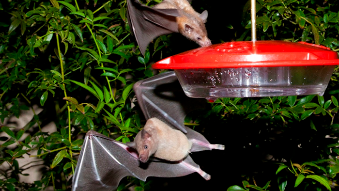 This 2013 file photo provided by the U.S. Fish and Wildlife shows nectar-feeding lesser long-nosed bats attracted to a hummingbird feeder during a citizen science bat migration monitoring project in southern Arizona. Wildlife managers in the American Southwest say a once-rare bat important to the pollination of plants used to produce tequila has made a comeback and is being removed from the federal endangered species list.