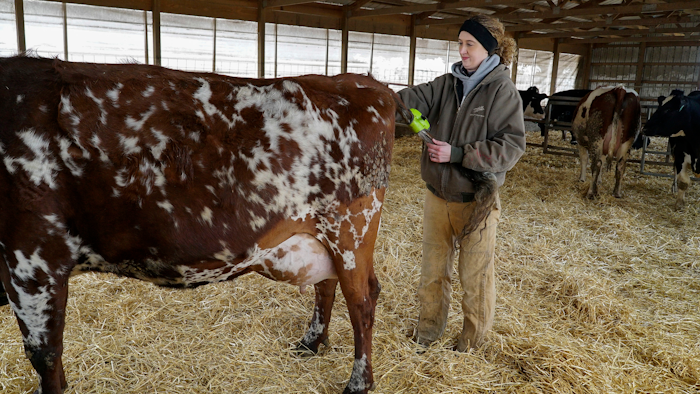 In this April 2, 2018 photo fifth-generation dairy farmer Mary Mackinson Faber fits a Moocall device on the tail of a pregnant dairy cow at her farm in Pontiac, Ill. The device monitors the cow's movements and will trigger a text message to announce that the cow is about to give birth. Today's cows are getting an upgrade and the marriage of two technologies, motion sensors and artificial intelligence, is making mass-scale farming more efficient.