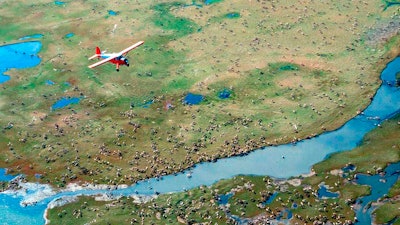 An airplane flies over caribou from the Porcupine Caribou Herd on the coastal plain of the Arctic National Wildlife Refuge in northeast Alaska.