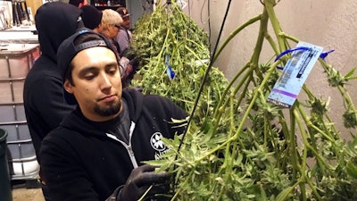 In this Feb. 27, 2018, photo, Anthony Uribes processes a marijuana plant with an attached tracking label at Avitas marijuana production facility in Salem, Ore. The cannabis tracking system used by Avitas, a marijuana company with a production facility in Salem, is the backbone of Oregon's regulatory system to ensure businesses with marijuana licenses obey the rules and don’t divert their product into the black market.