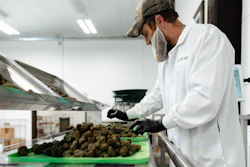A processor at Flow Kana's Flow Cannabis Institute operates the pneumatic micro-batcher, packaging sungrown organically cultivated cannabis from small craft farms in Mendocino and Humboldt counties.