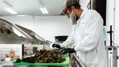 A processor at Flow Kana's Flow Cannabis Institute operates the pneumatic micro-batcher, packaging sungrown organically cultivated cannabis from small craft farms in Mendocino and Humboldt counties.