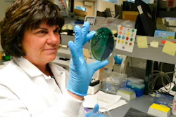In this April 12, 2018 photo, scientist Karen Xavier holds a petri dish containing a stool sample of small bacteria colonies in Denver. DNA from samples like these are extracted and sequenced to help health investigators more quickly determine the source of a food borne illness outbreak.