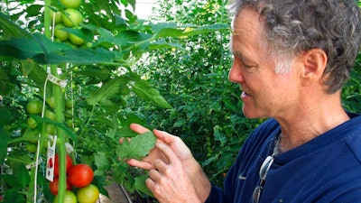 In this April 2, 2018, photo, Dave Chapman, owner of Long Wind Farm, checks for insects on organic tomato plant leaves in his greenhouse in Thetford, Vt. Chapman is a leader of a farmer-driven effort to create an additional organic label that would exclude hydroponic farming and concentrated animal feeding operations.